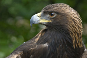 Image of an eagle in profile