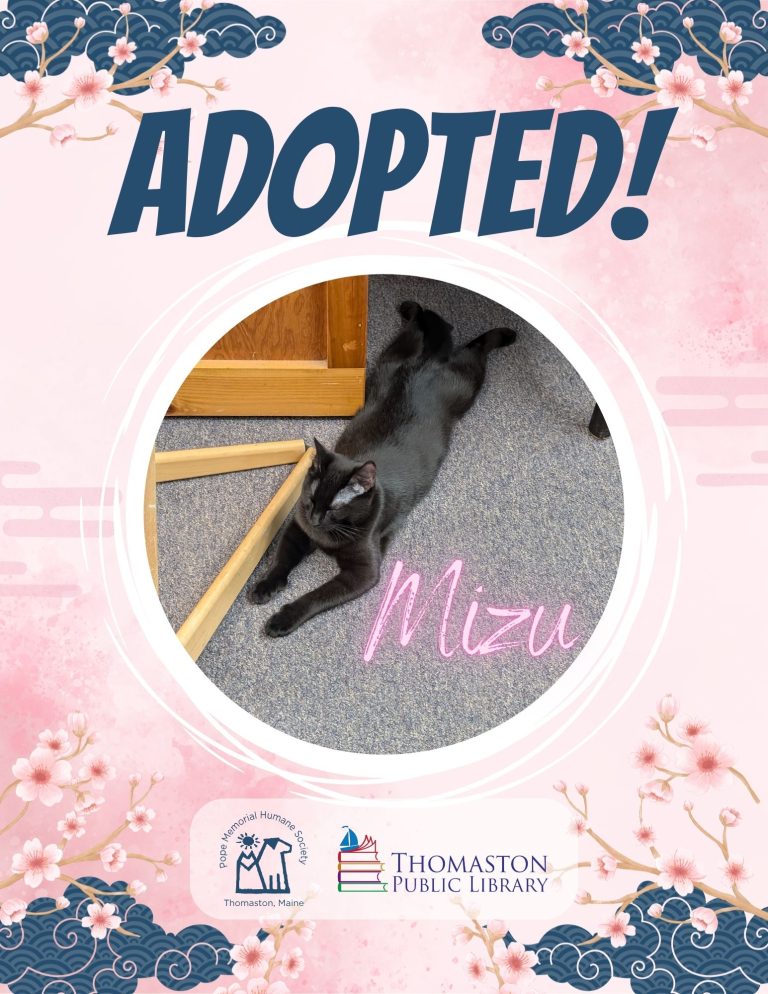 Copy of Mizu Adopted