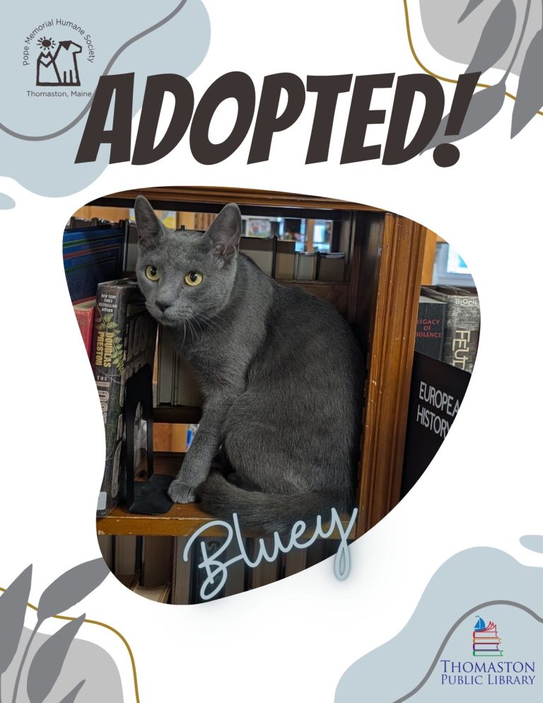 Bluey Adopted