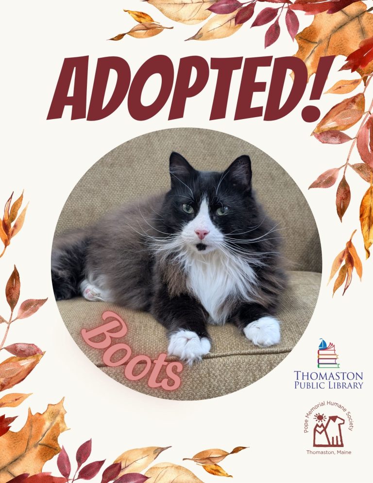 Boots Adopted